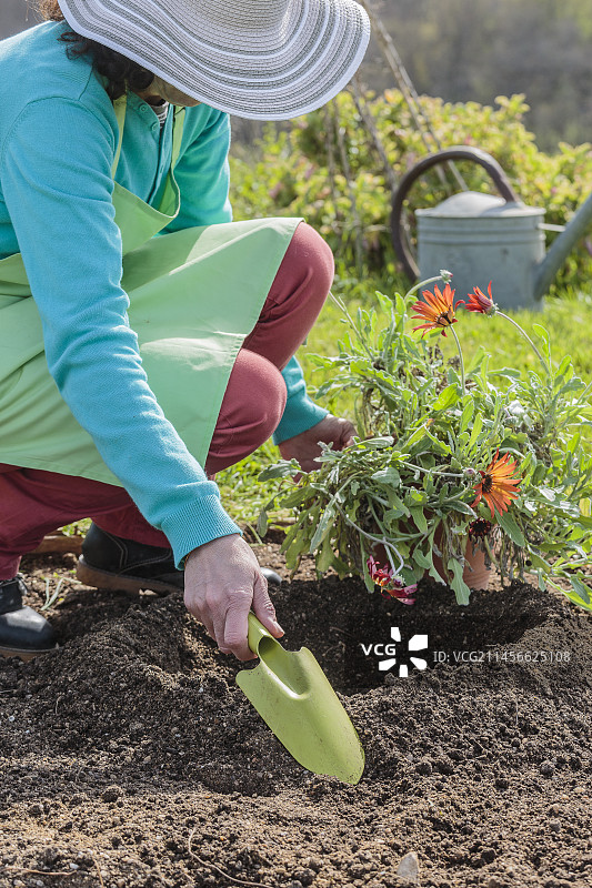 女人种植盆栽非洲雏菊图片素材