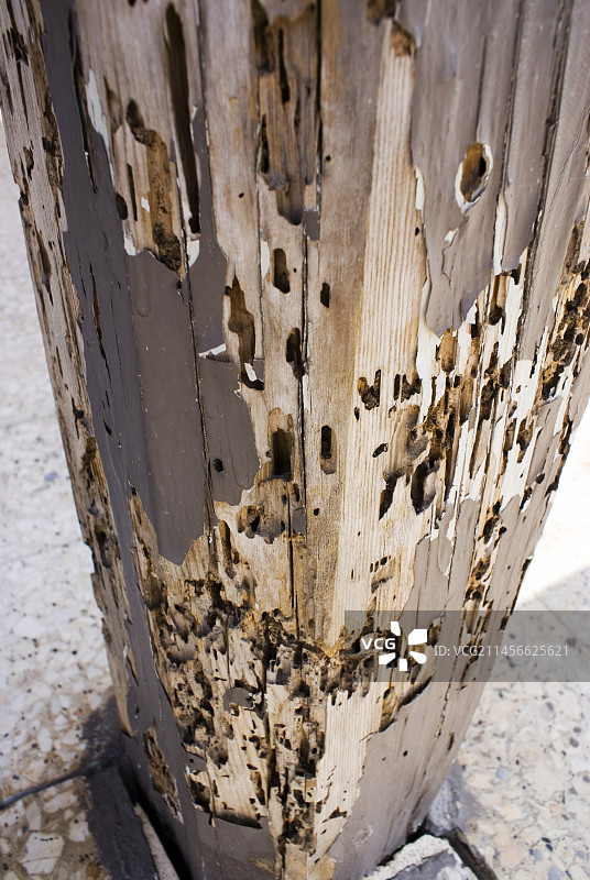 被甲虫损坏的木柱图片素材