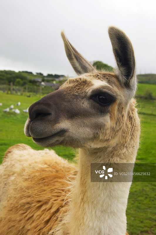 苏格兰的羊驼图片素材