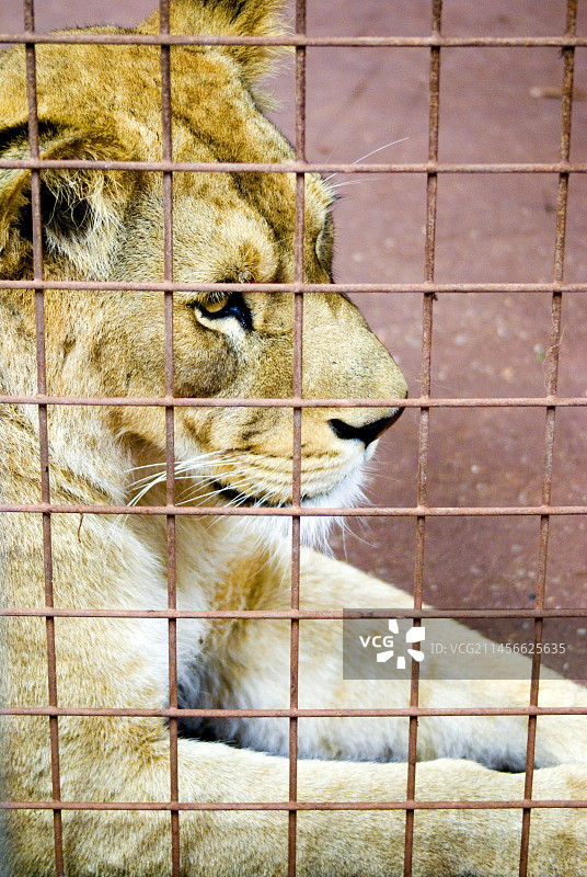 笼中的母狮图片素材