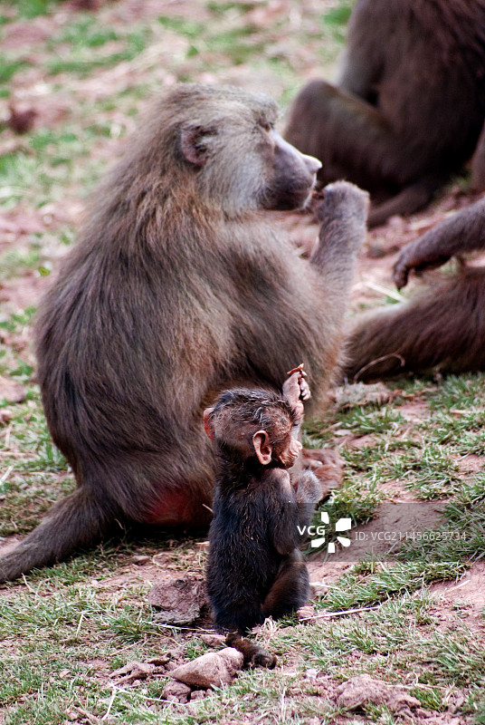 南湖动物园里的狒狒和幼崽图片素材