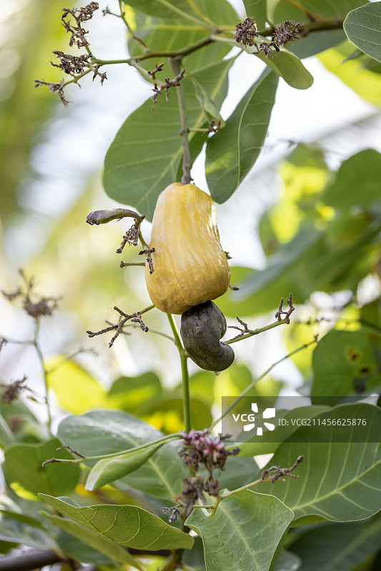 腰果（Anacardium occidentale）花和成熟的果实，巴西马拉尼昂图片素材