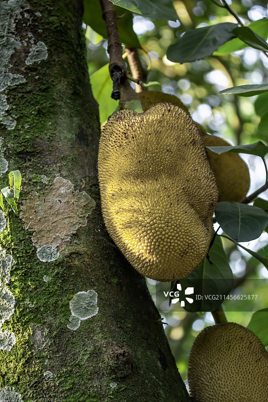 巴西圣保罗州伊利亚贝拉的菠萝蜜图片素材