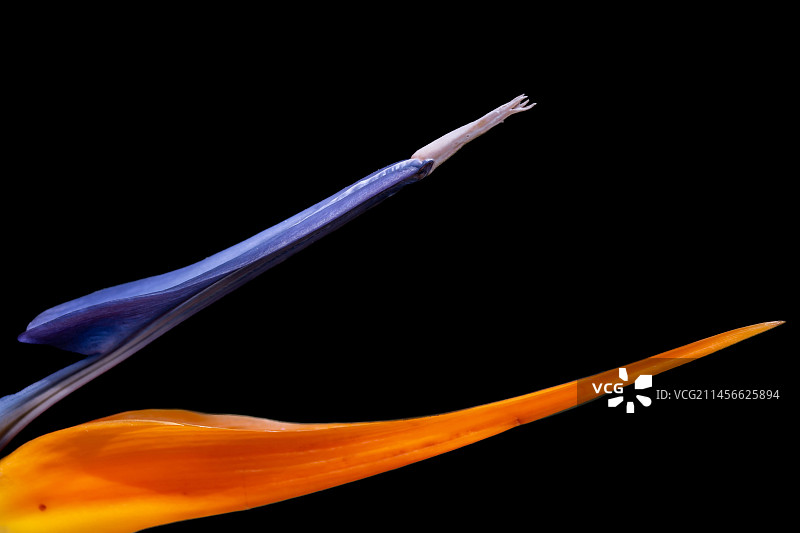 天堂鸟花细节图片素材