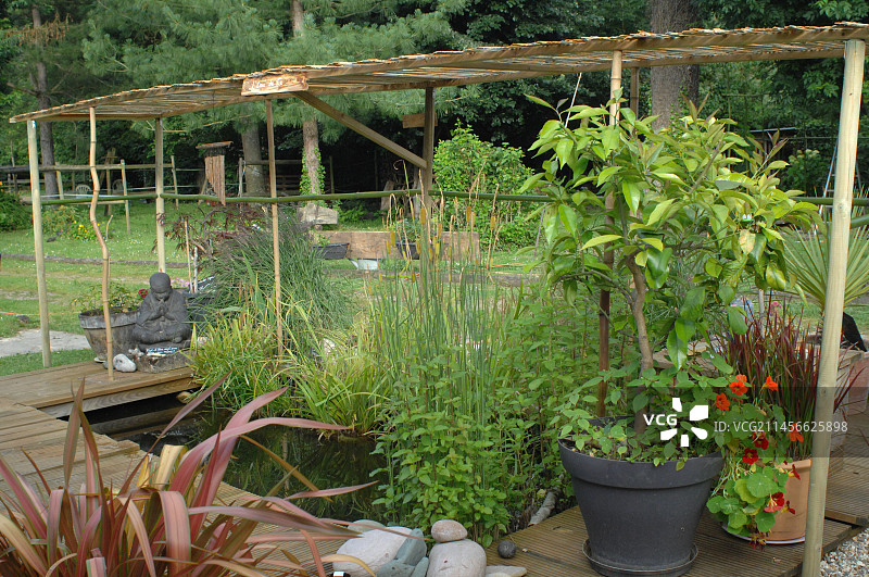 花园里的池塘，有水生植物、遮阳竹结构、旱金莲和盆栽柠檬树图片素材