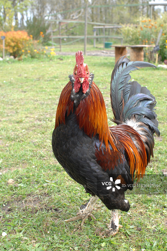 花园里的阿登鸡图片素材