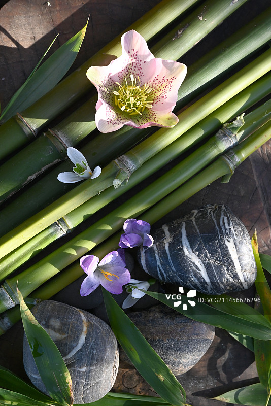 竹子、铁筷子、番红花和雪滴花图片素材