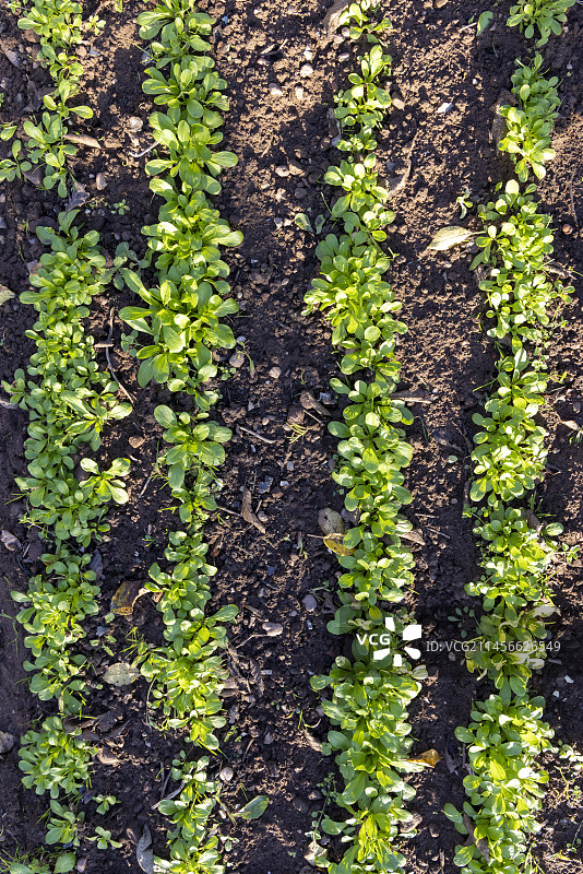 法国摩泽尔，花园里的一排羊莴苣，秋季图片素材