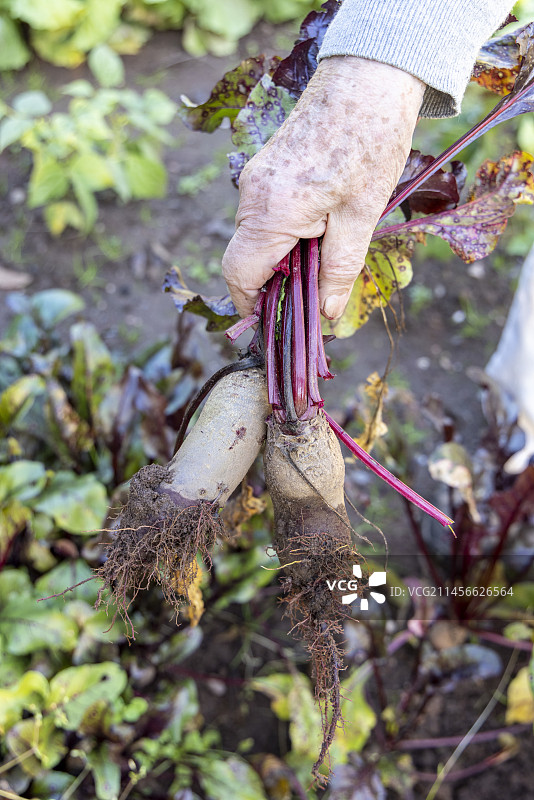 法国摩泽尔省花园里收获甜菜，秋季图片素材