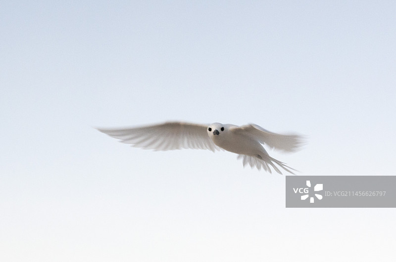 飞翔的白玄燕鸥图片素材