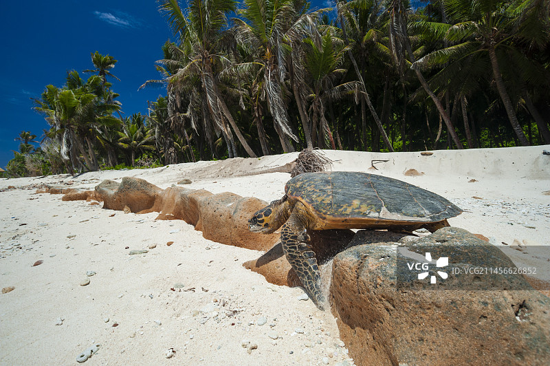 海龟筑巢后爬回大海图片素材