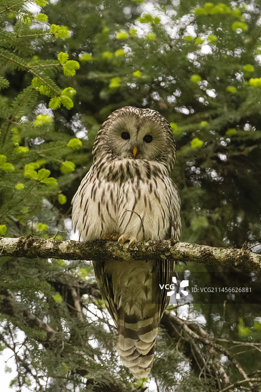 长尾林鸮栖息在树枝上图片素材