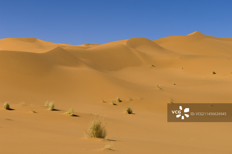 撒哈拉沙漠的沙丘图片素材
