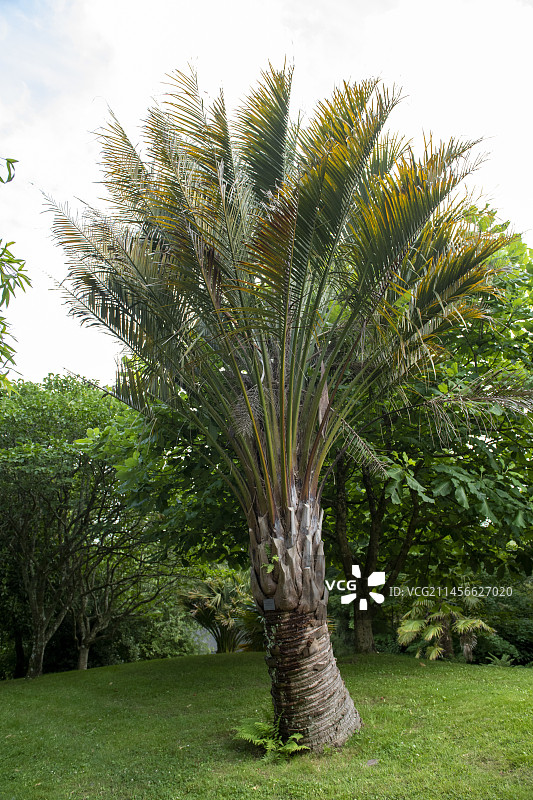 布提亚棕榈，布雷斯特植物园，菲尼斯泰尔省，布列塔尼，法国图片素材
