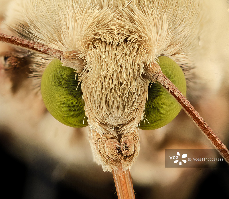 玉米穗虫蛾图片素材