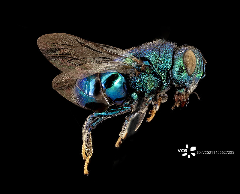 球腹金小蜂图片素材