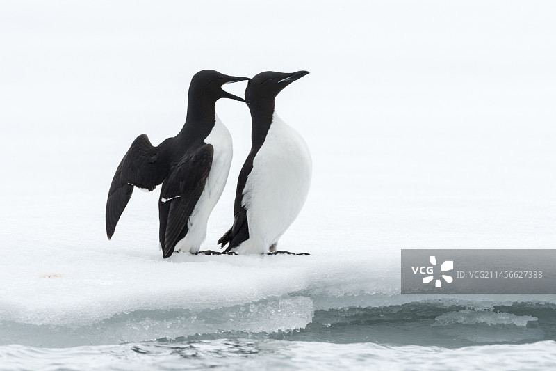 冰上的厚嘴海鸦图片素材