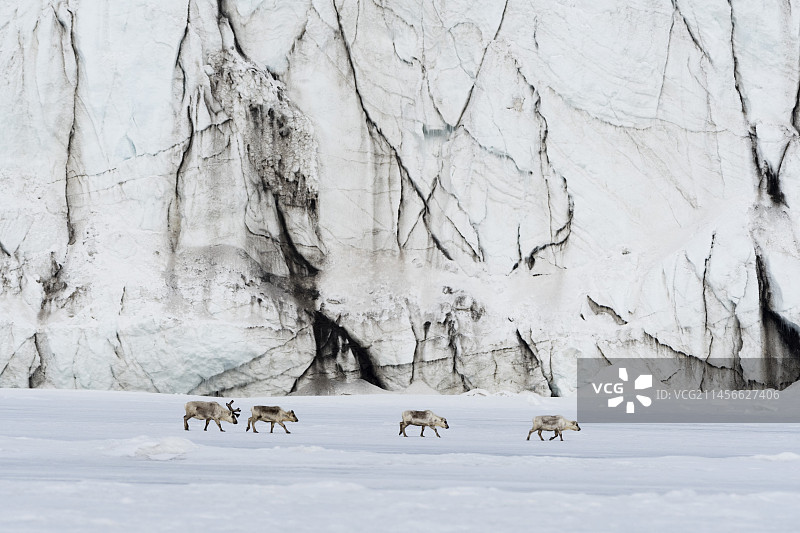 斯瓦尔巴群岛驯鹿在冰川前沿行走图片素材