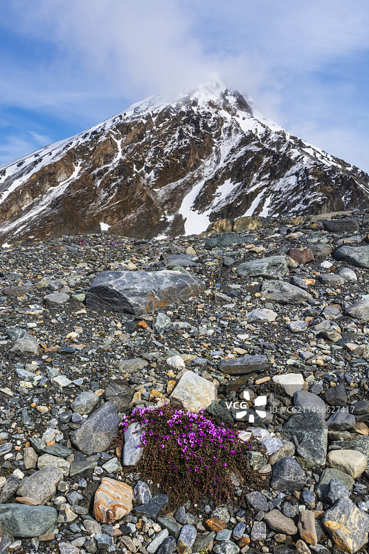 盛开的紫 Saxifrage 花图片素材