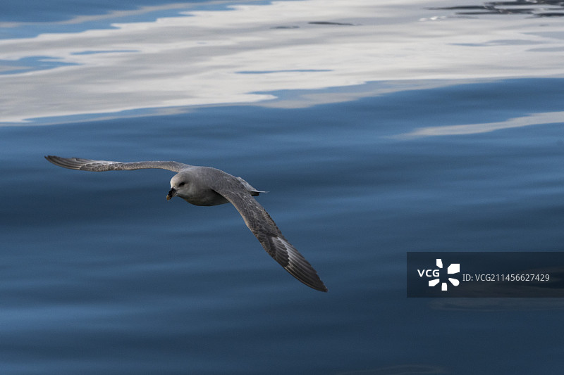 在海上飞行的海燕图片素材