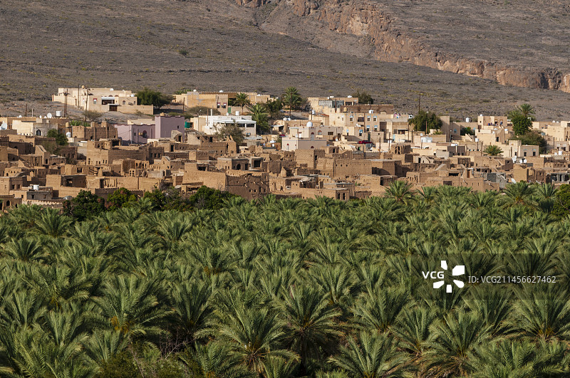 村庄和棕榈树林图片素材