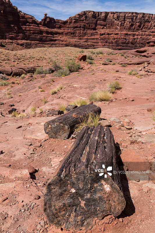 美国犹他州的石化木图片素材