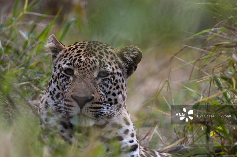 藏在茂密草丛中的雄豹图片素材