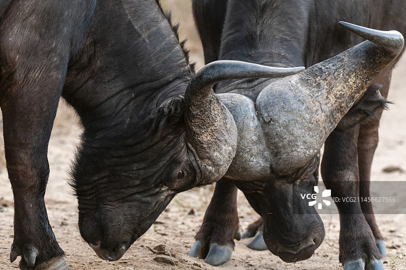 两只非洲水牛在争斗图片素材