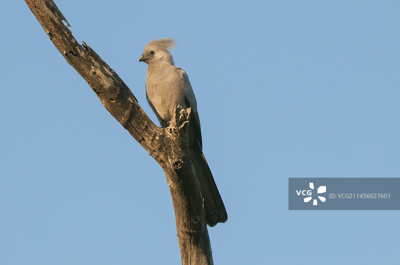 栖息在树枝上的灰色裸鼻雀图片素材