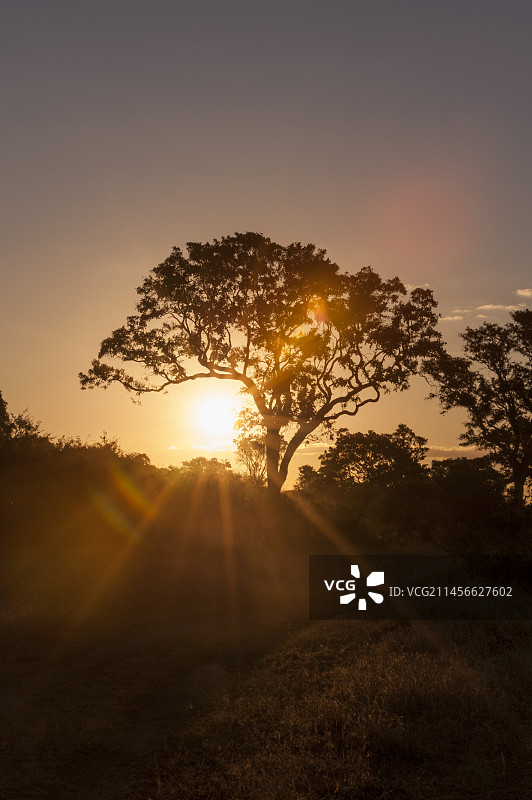 日落时分的树木剪影图片素材