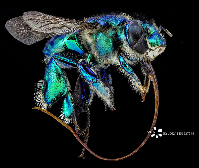 帝王绿蜂图片素材