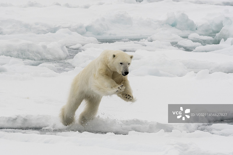 跃起的北极熊图片素材