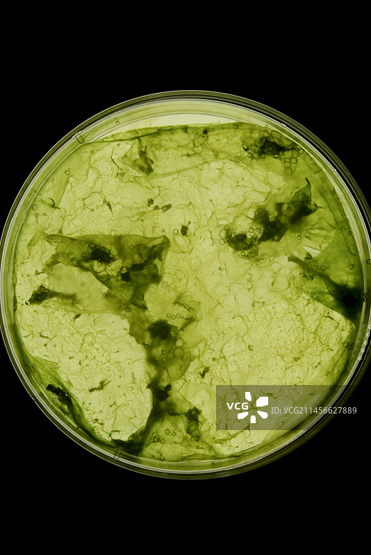 含蓝藻细菌的培养皿图片素材