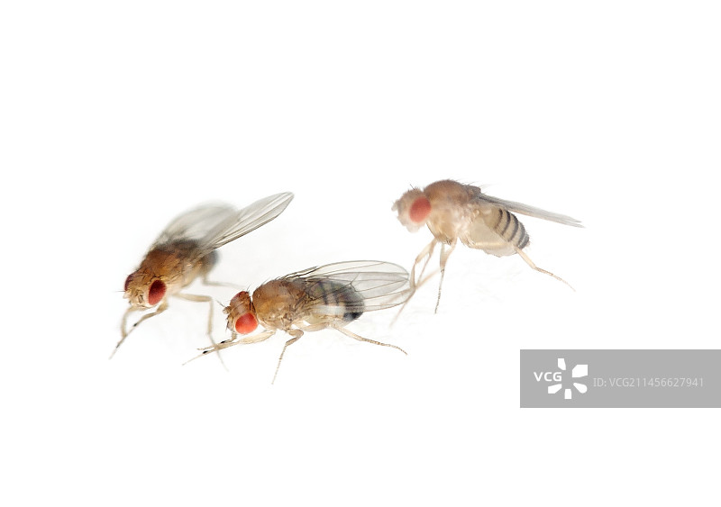 在太空中研究果蝇图片素材