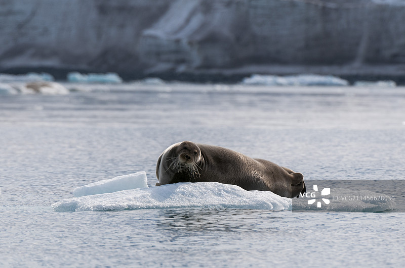 躺在浮冰上的髯海豹图片素材