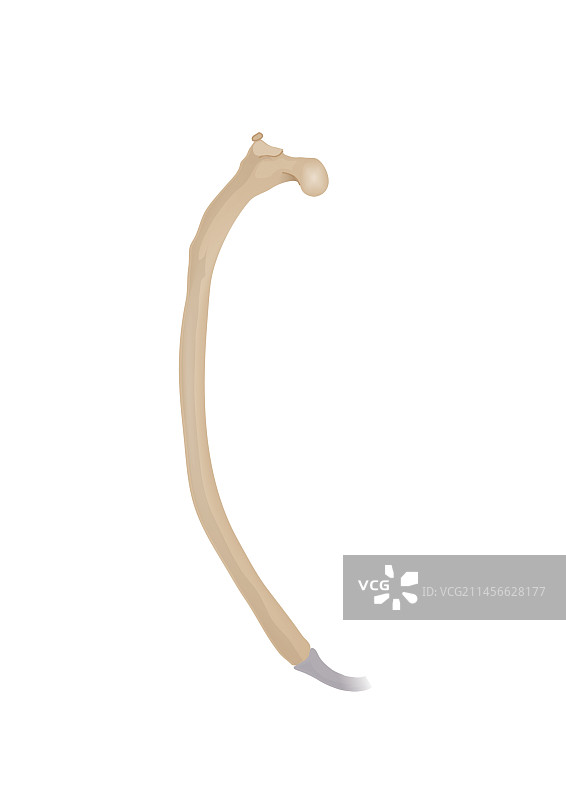 肋骨插画图片素材