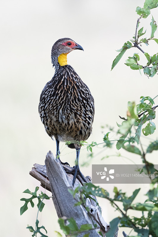 栖息在树干上的黄颈 spurfowl图片素材