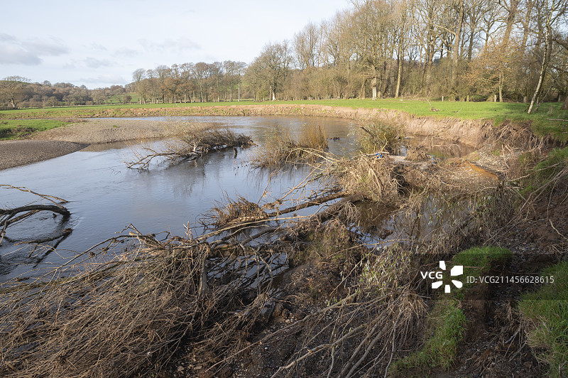 威尔士Towy河岸边的柳树和侵蚀图片素材