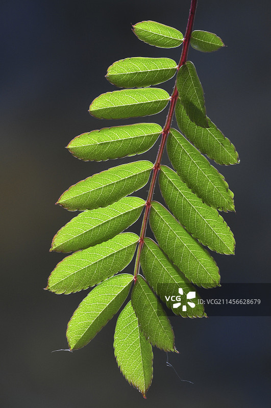 花楸(Sorbus aucuparia)图片素材