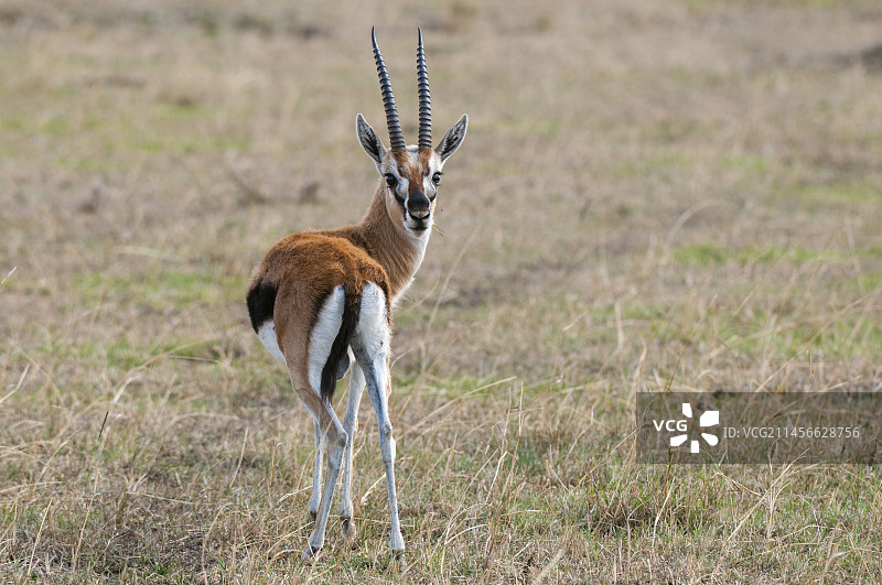 葛氏瞪羚图片素材