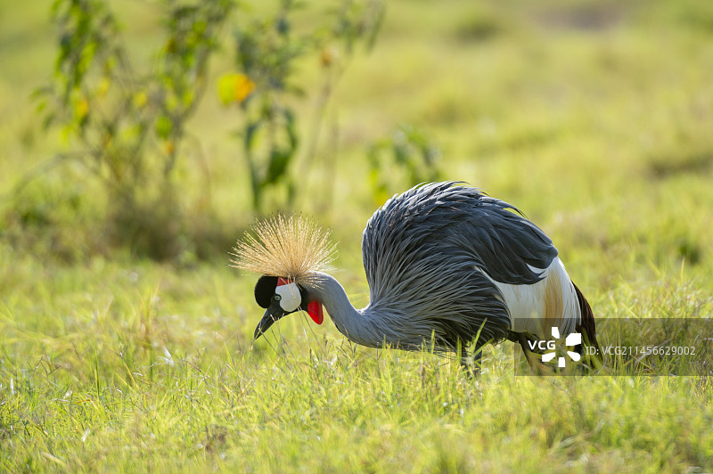 灰冠鹤在草丛中寻找昆虫图片素材