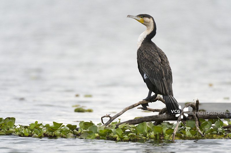 栖息在湖边树枝上的鸬鹚图片素材