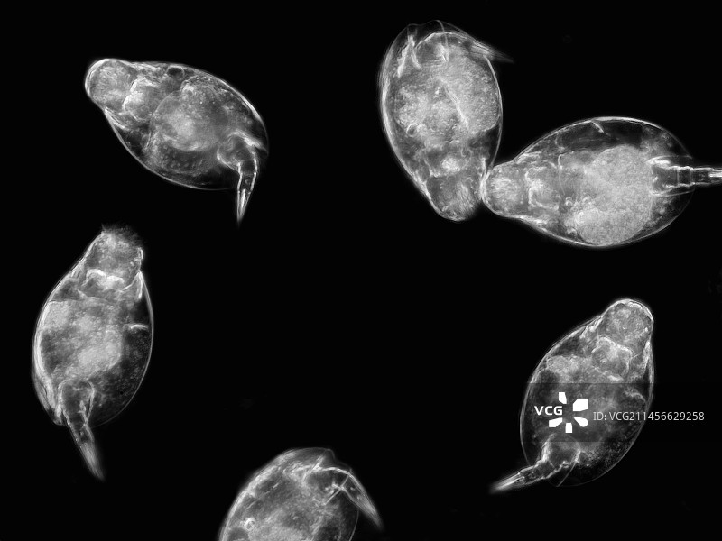 鞘形臂轮虫显微照片图片素材