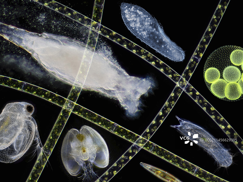 池塘生物显微照片图片素材