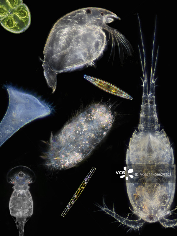 池塘生物显微照片图片素材