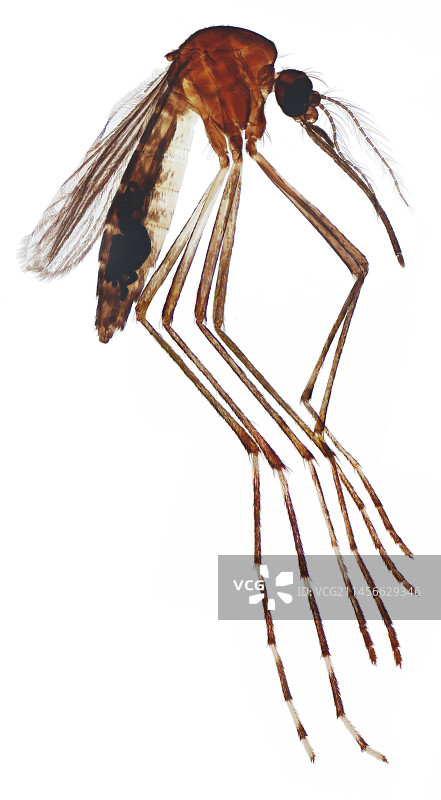 伊蚊显微图图片素材