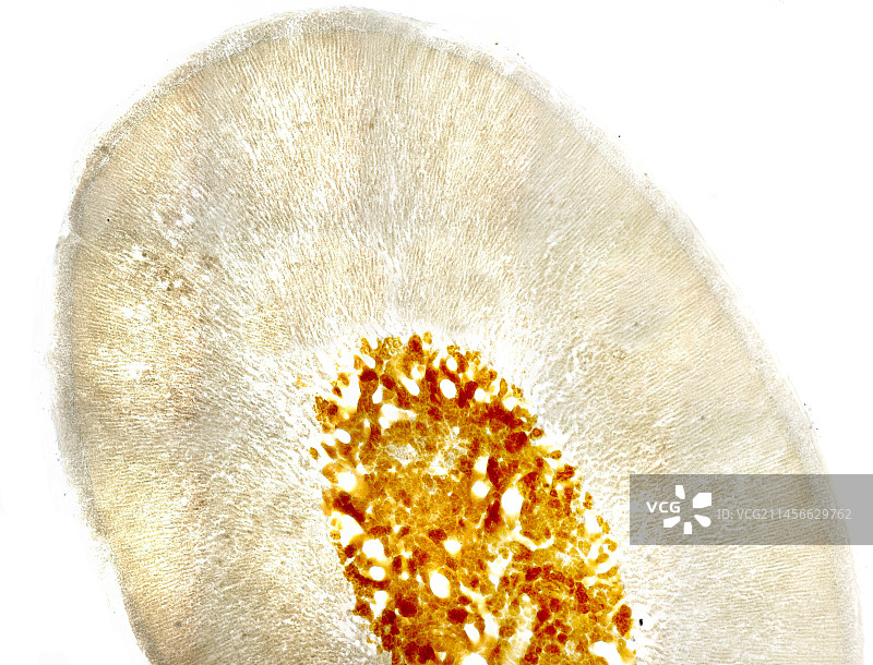 肾上腺髓质显微照片图片素材