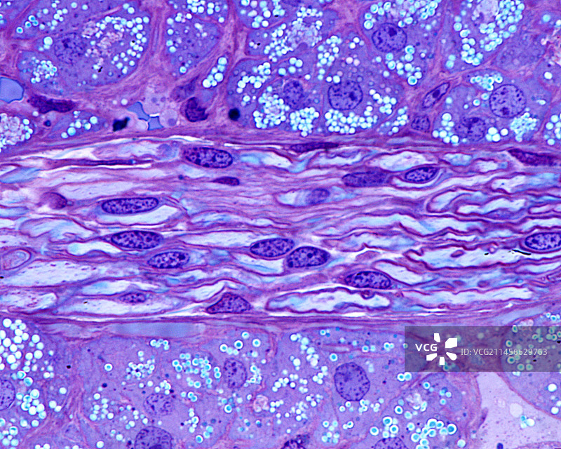 肾上腺光学显微照片图片素材