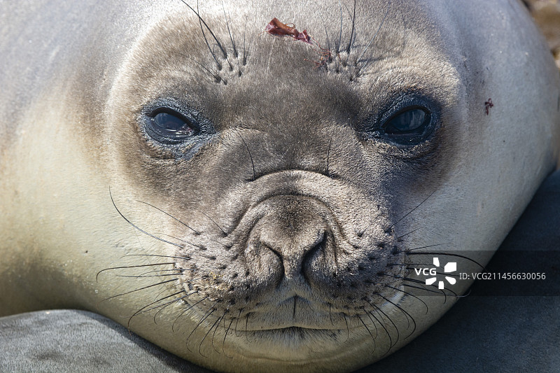 南象海豹图片素材