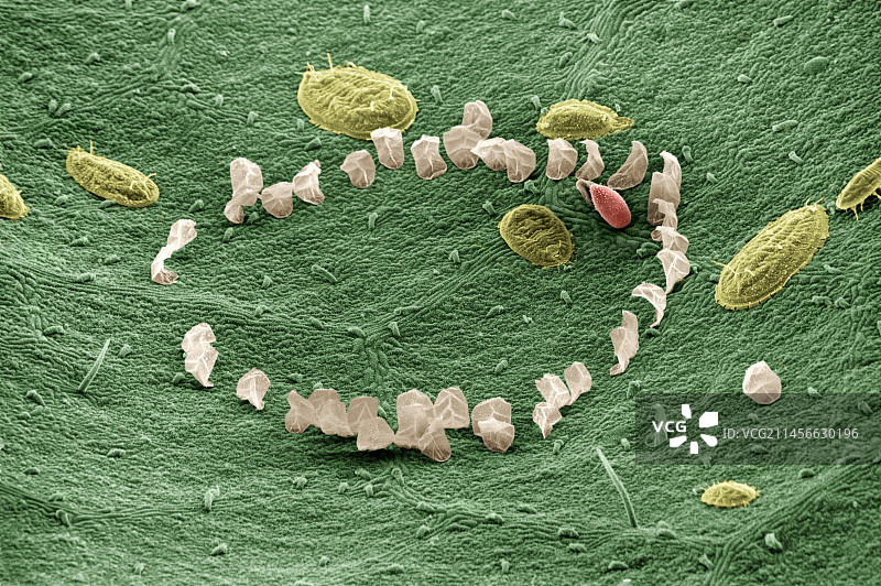 温室粉虱的卵和幼虫图片素材